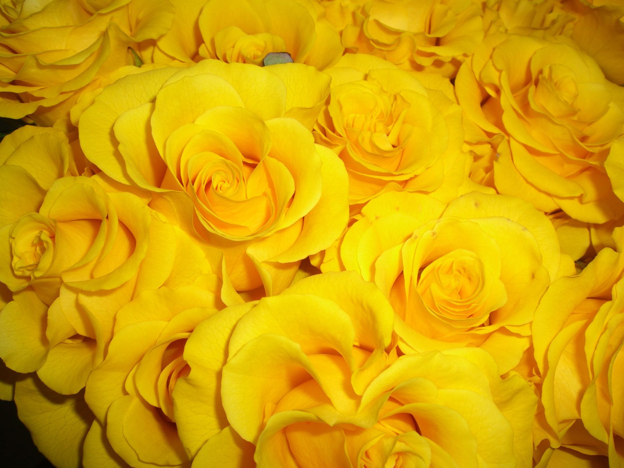 Желто розовая картинка. Еллоу Роуз. Йеллоу желтый.