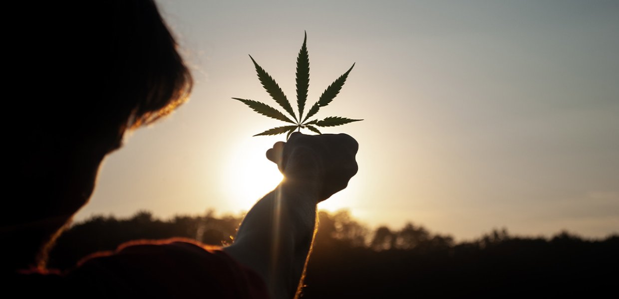 Someone holding a cannabis leaf. 
