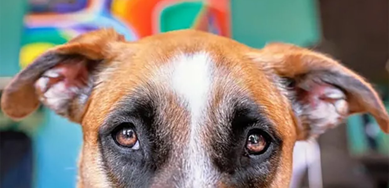 A dog's eyes and ears against a blue background