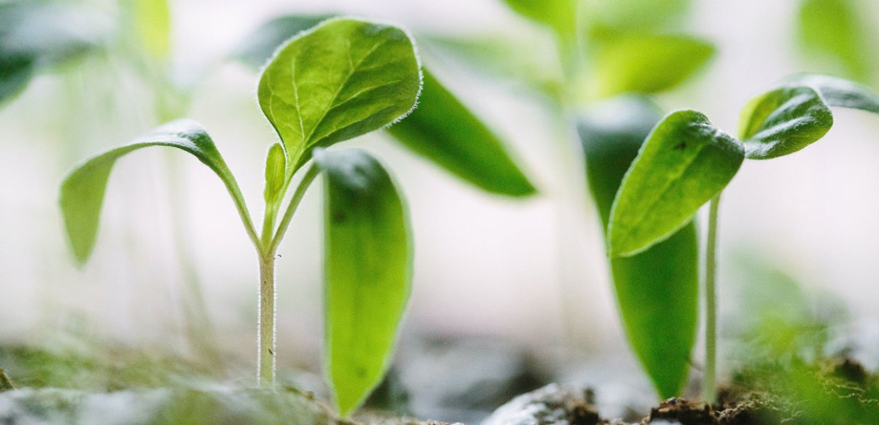 Photos of green plants in soil