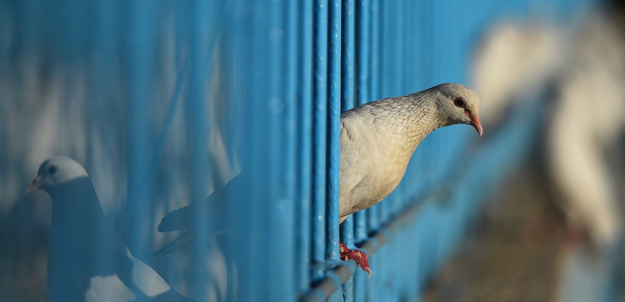 Photo of a bird peering out of a gate