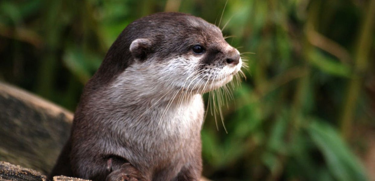 Photo of an otter