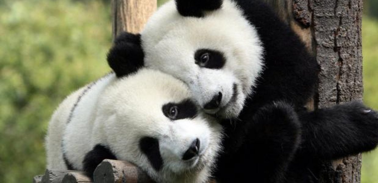 Image of two pandas