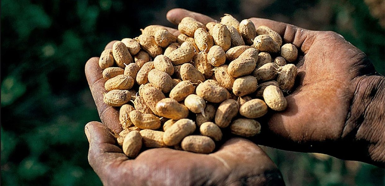 Peanuts cupped in hands.