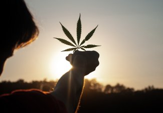Someone holding a cannabis leaf.