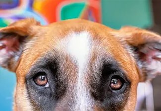 A dog's eyes and ears against a blue background