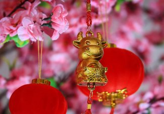 Photo of Lunar New Year, Year of the Ox