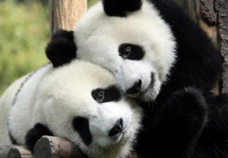 Image of two pandas