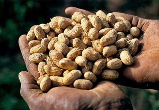 Peanuts cupped in hands.