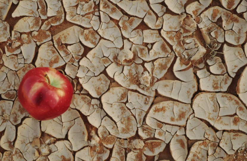 An apple on dried dessert land