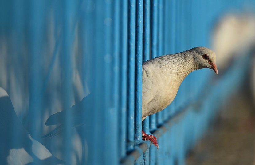 Photo of a bird peering out of a gate